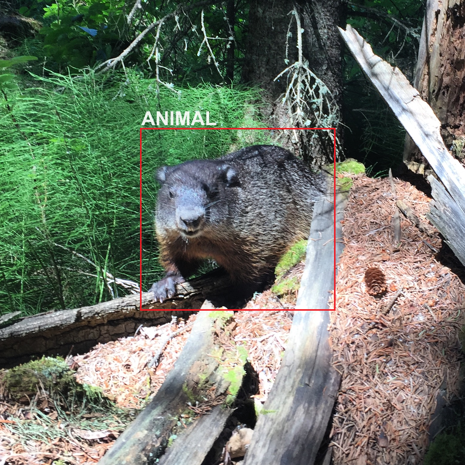 Photo of an angry marmot. There is a red detection box on the image with white letters reading "animal".