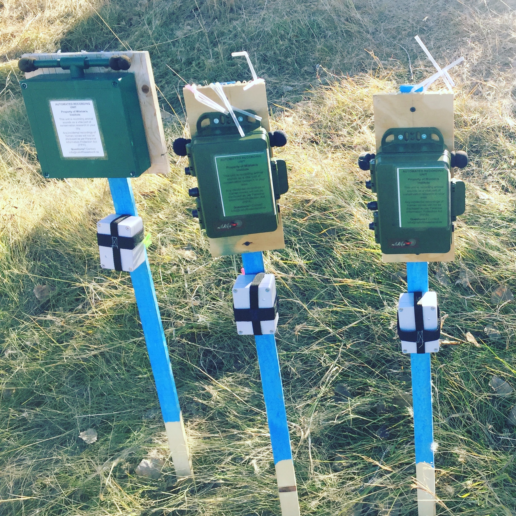 Audio recording equipment on three bright blue stakes in a grassy field.